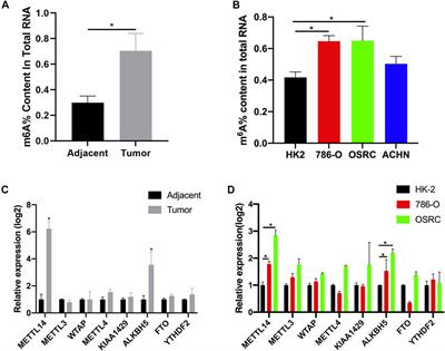 m6A-mRNA Methylation Regulates Gene Expression and Programmable m6A Modification of Cellular RNAs With CRISPR-Cas13b in Renal Cell Carcinoma